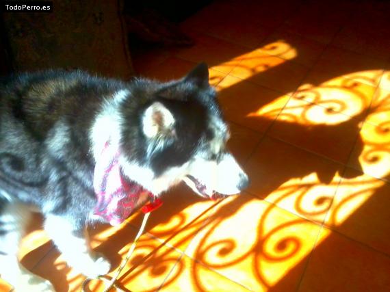 La foto del perro