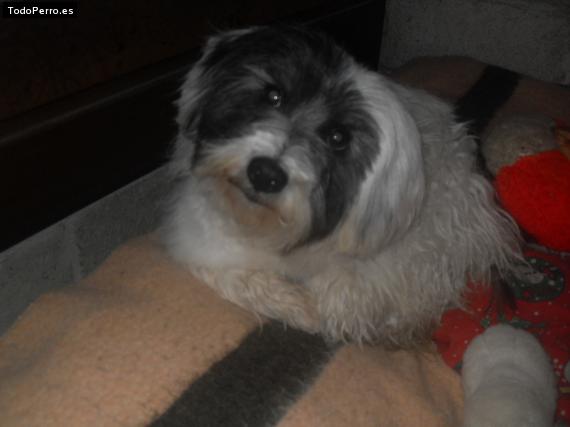 La foto del perro