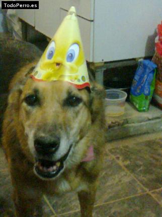 La foto del perro