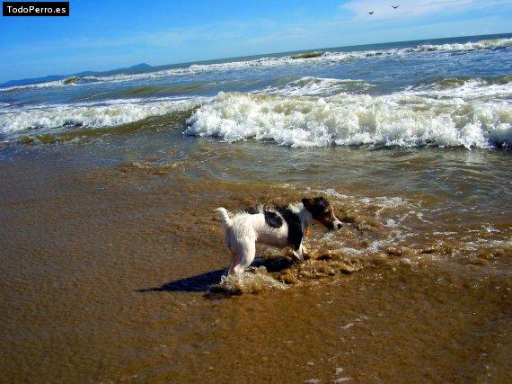 La foto del perro