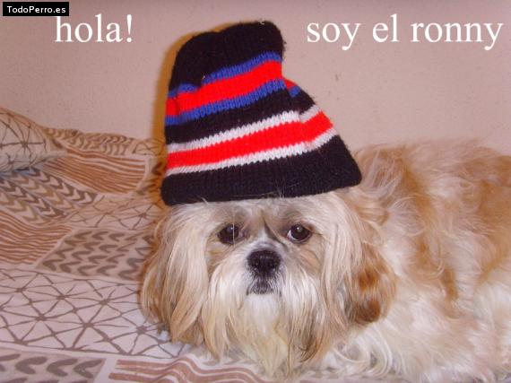 La foto del perro