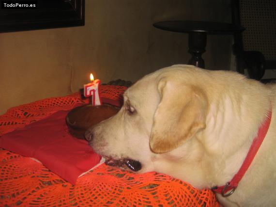 La foto del perro