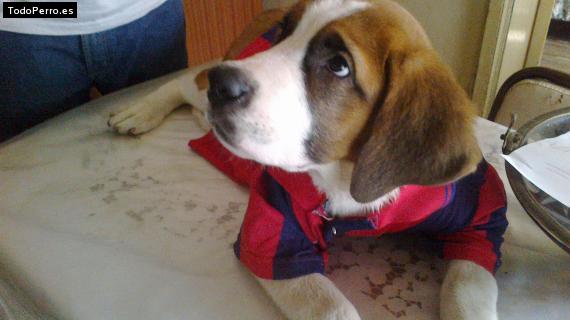 La foto del perro