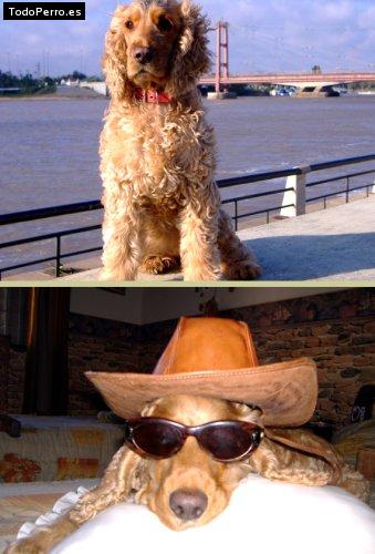 La foto del perro