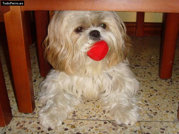 La foto del perro