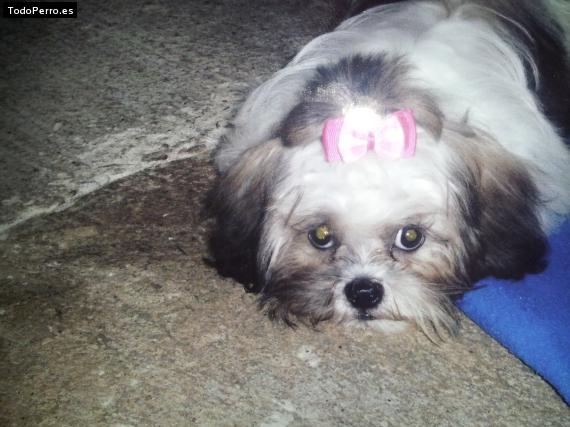 La foto del perro