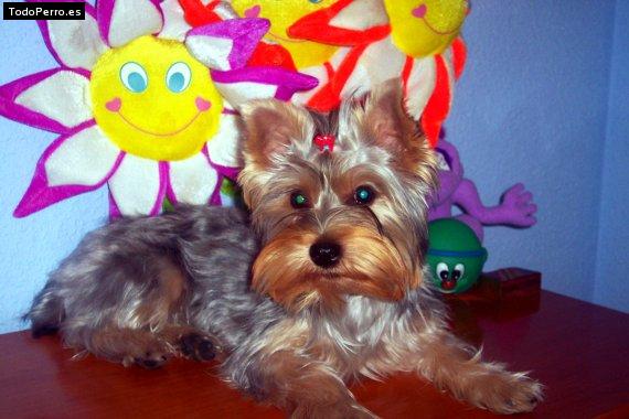 La foto del perro