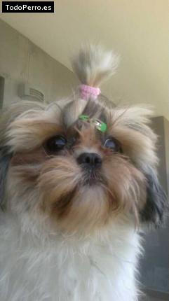 La foto del perro