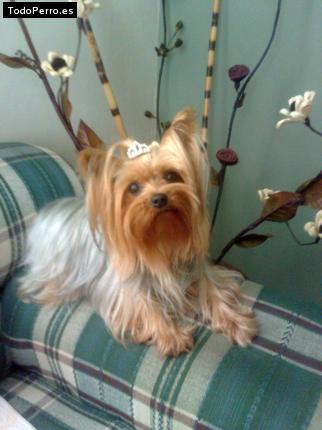 La foto del perro