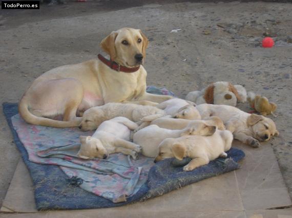 Foto del perro Hacha