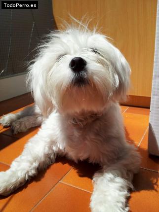 La foto del perro