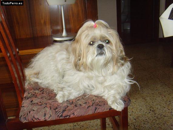 La foto del perro