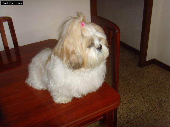 La foto del perro