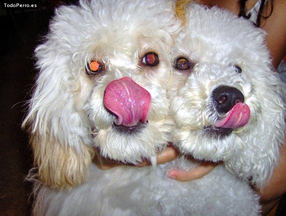 Foto del perro Mariposa y pulga
