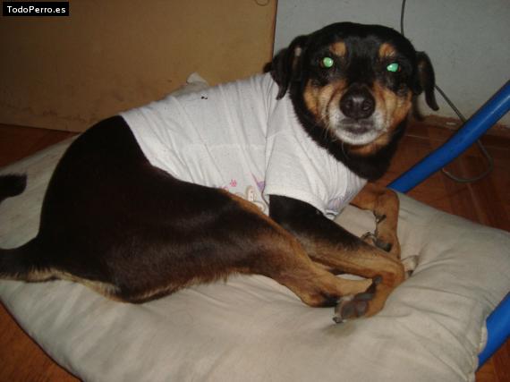 La foto del perro