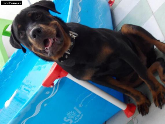 La foto del perro