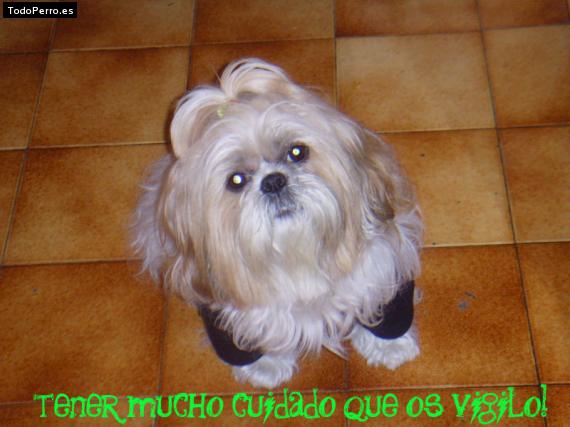 La foto del perro