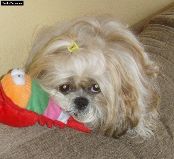 La foto del perro