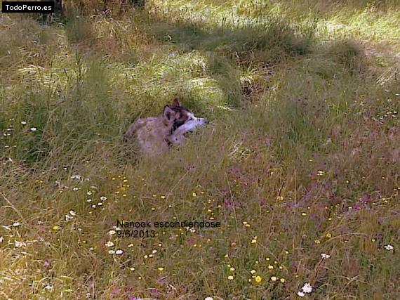 La foto del perro
