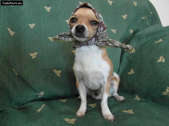 La foto del perro