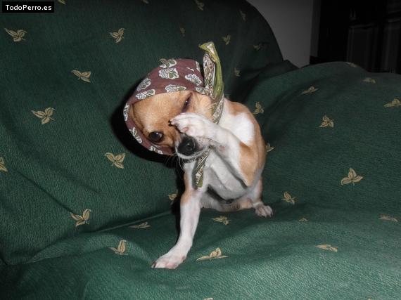 La foto del perro