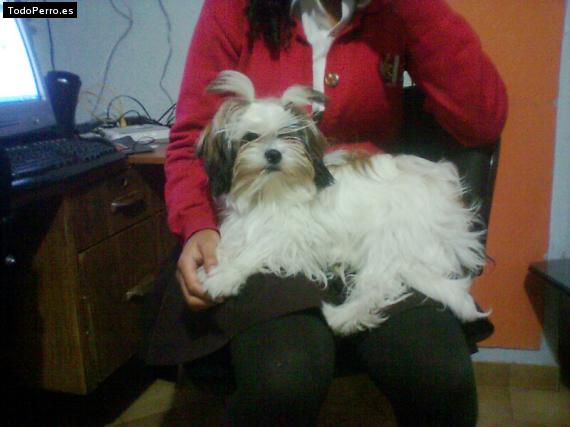 La foto del perro