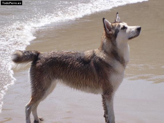 La foto del perro