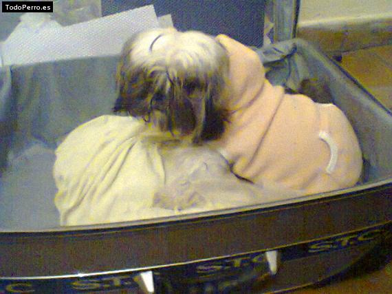 La foto del perro