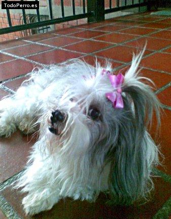 La foto del perro