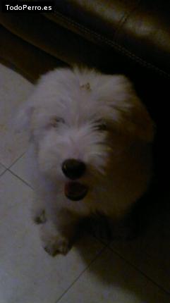 Foto del perro Lucky