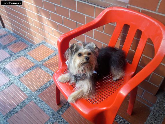 La foto del perro