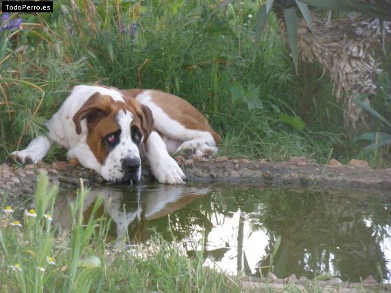 La foto del perro