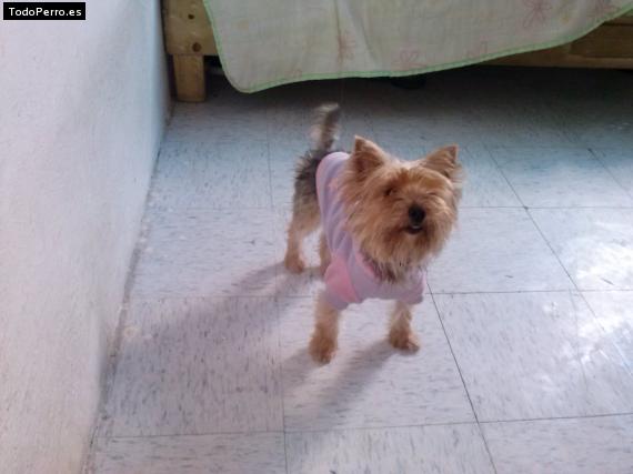 La foto del perro