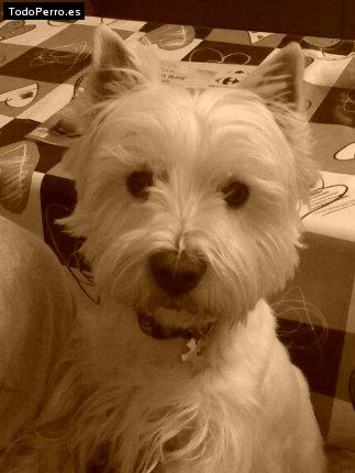 La foto del perro