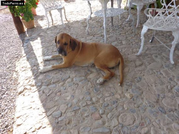 La foto del perro