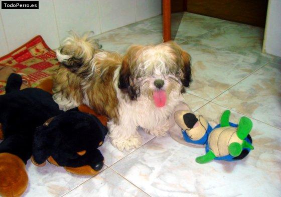 La foto del perro