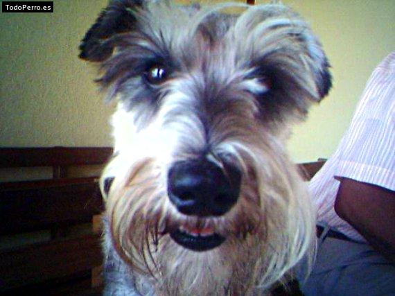 La foto del perro
