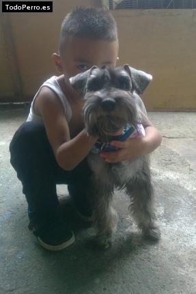 La foto del perro