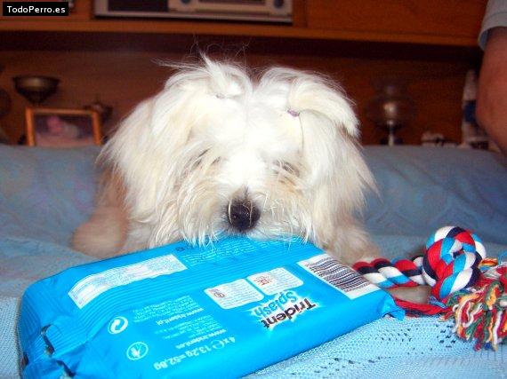 La foto del perro