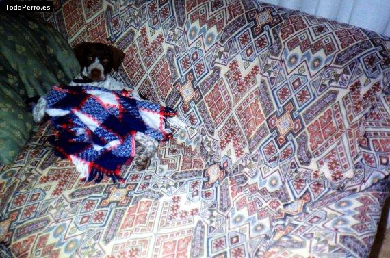 Foto del perro Manchitas