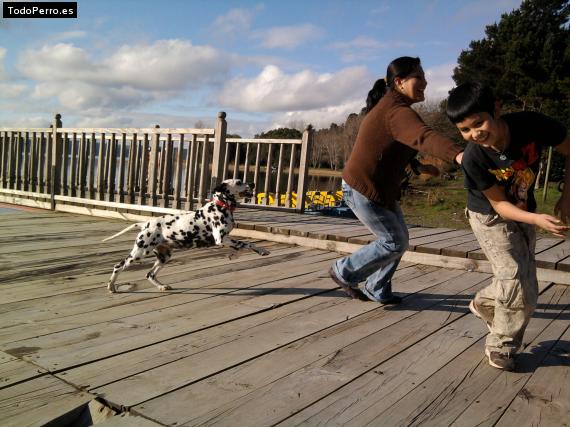 Foto del perro Lupita