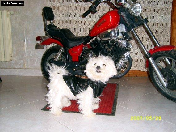 La foto del perro