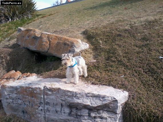 La foto del perro