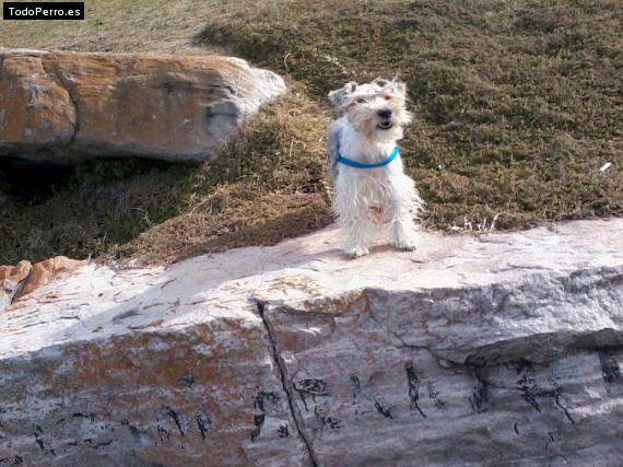 La foto del perro