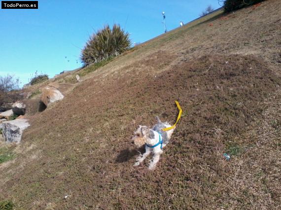 La foto del perro
