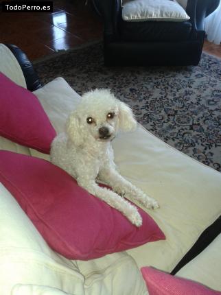 La foto del perro