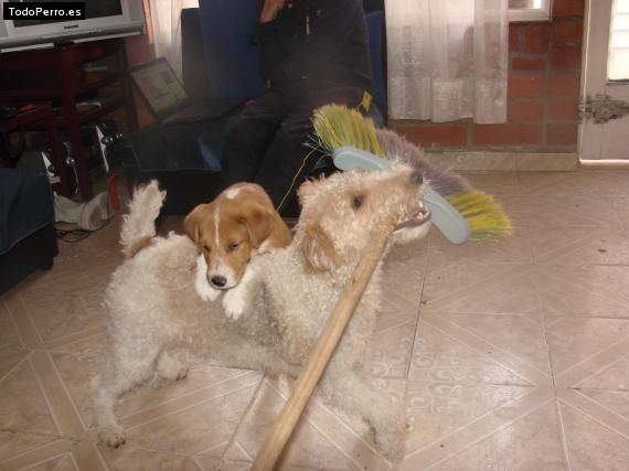 La foto del perro