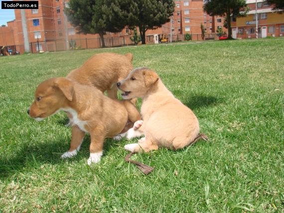 Foto del perro Skizzer jr y princesa