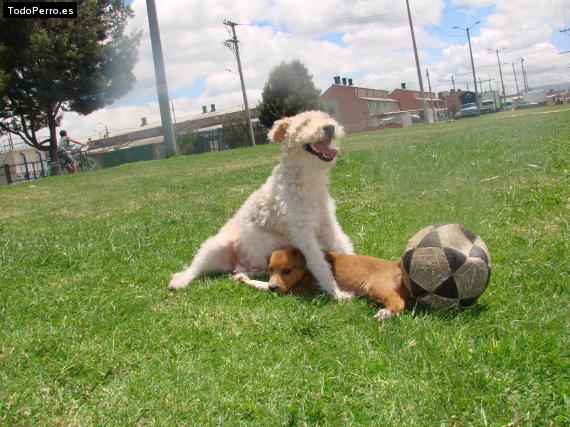 La foto del perro