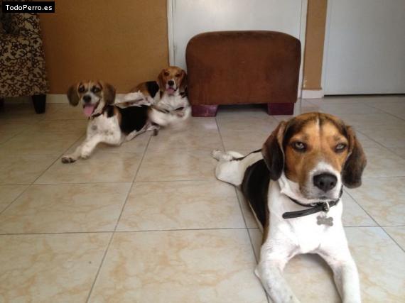 La foto del perro
